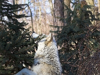 Arctic Wolf 062